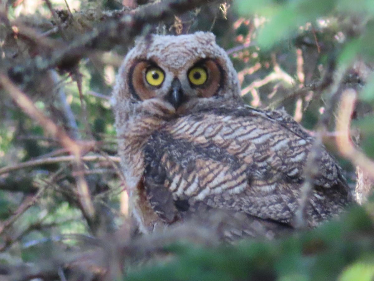 Great Horned Owl - ML621051978