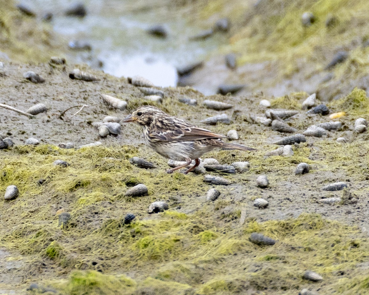 Savannah Sparrow (Belding's) - ML621052012