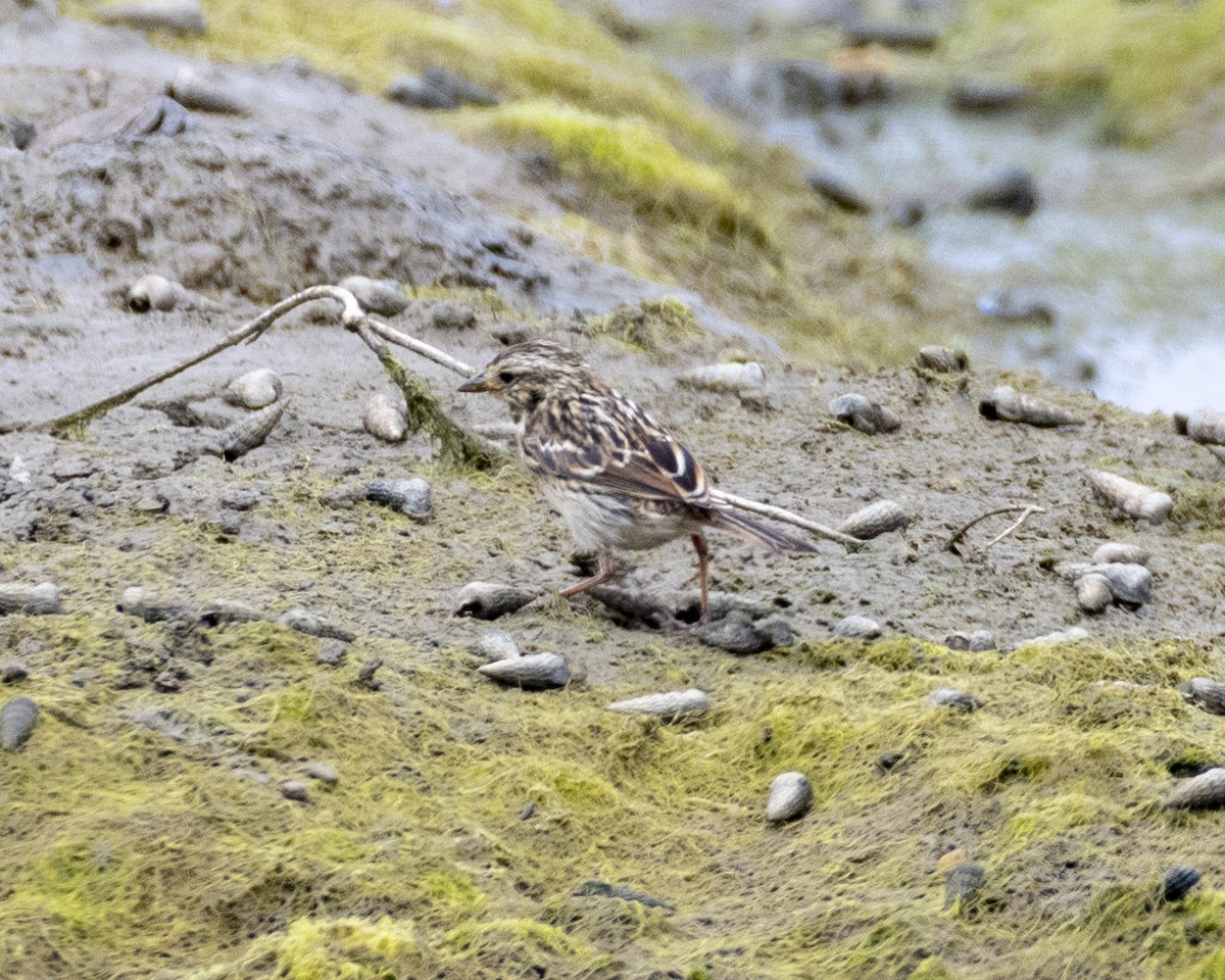 Savannah Sparrow (Belding's) - ML621052016