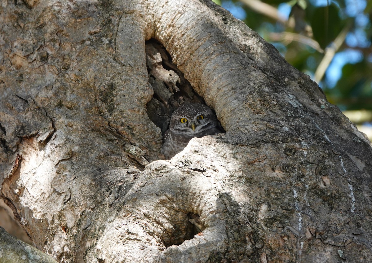 Spotted Owlet - ML621052048