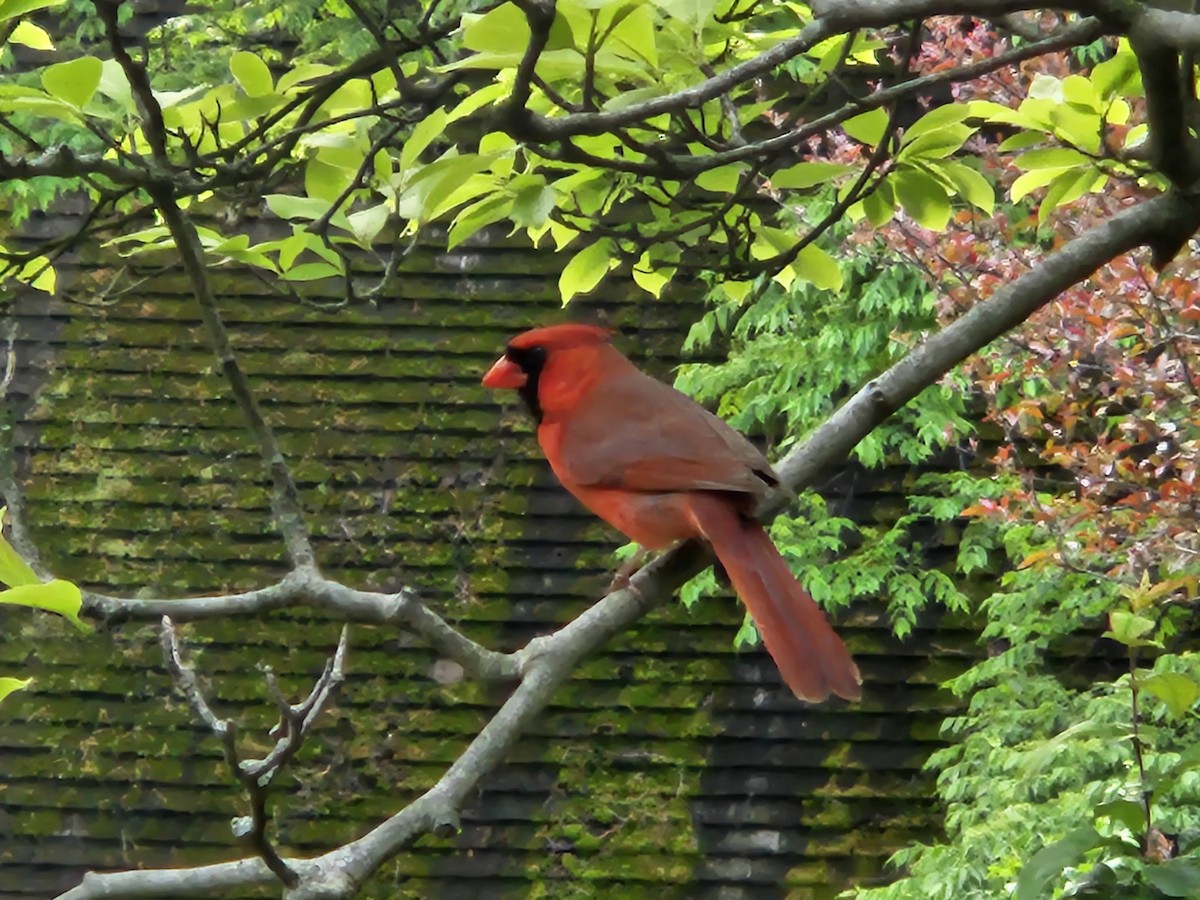 Cardinal rouge - ML621052115