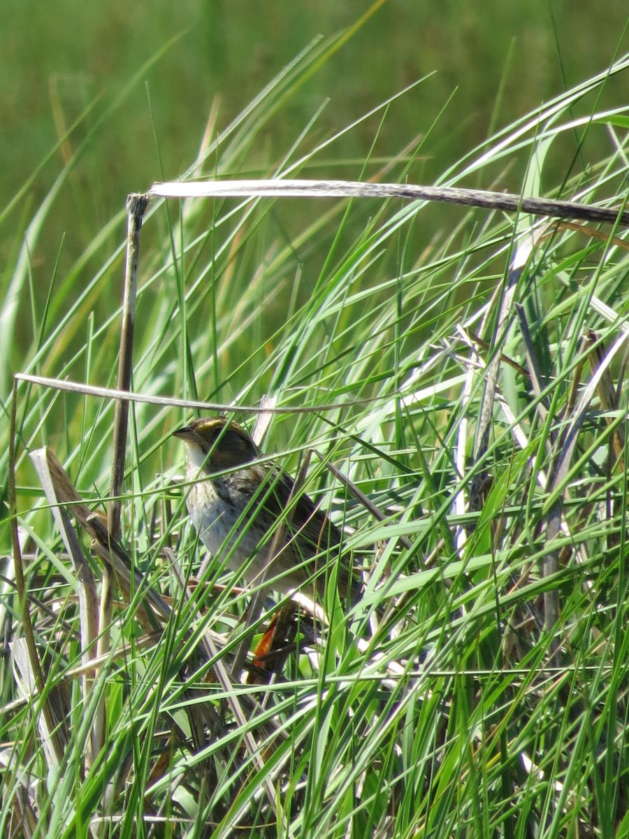 Bruant à queue aiguë - ML621052117