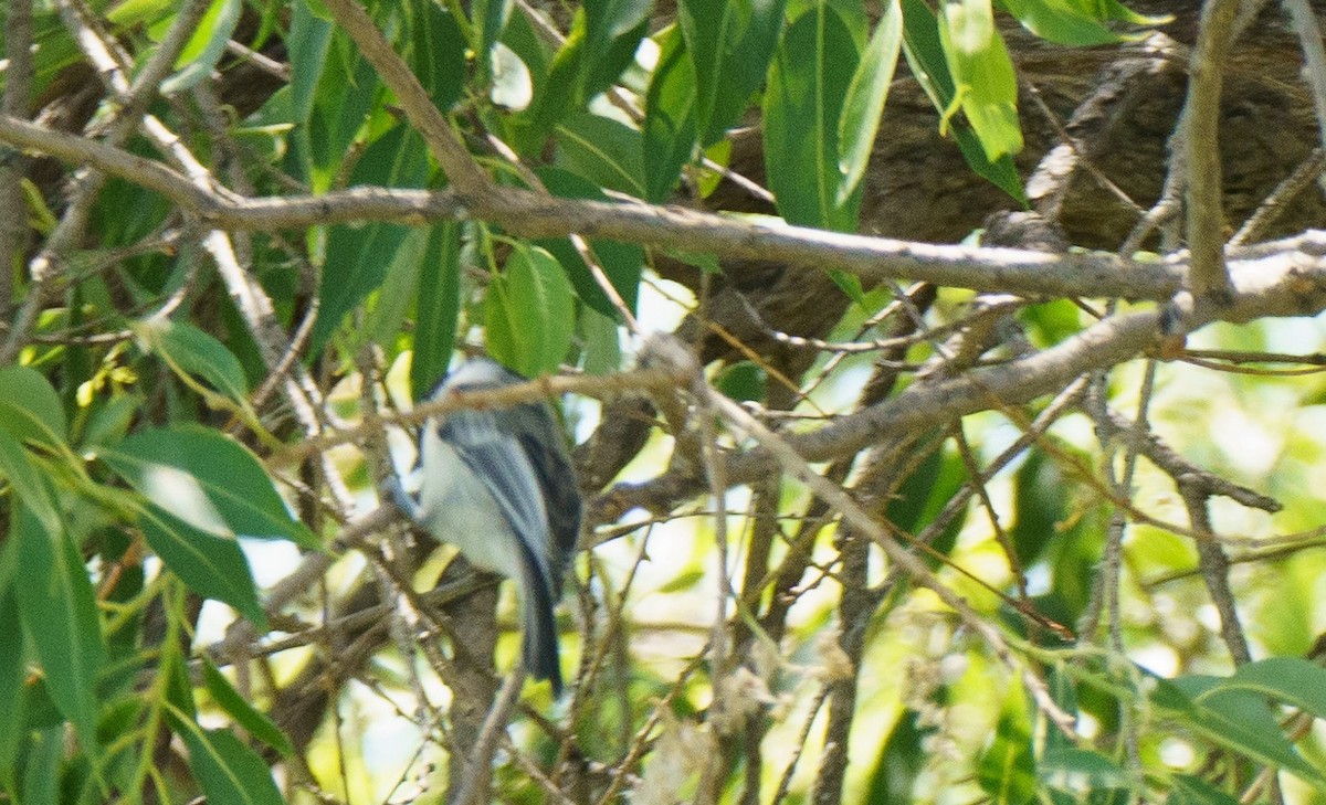 Black-capped Chickadee - ML621052139