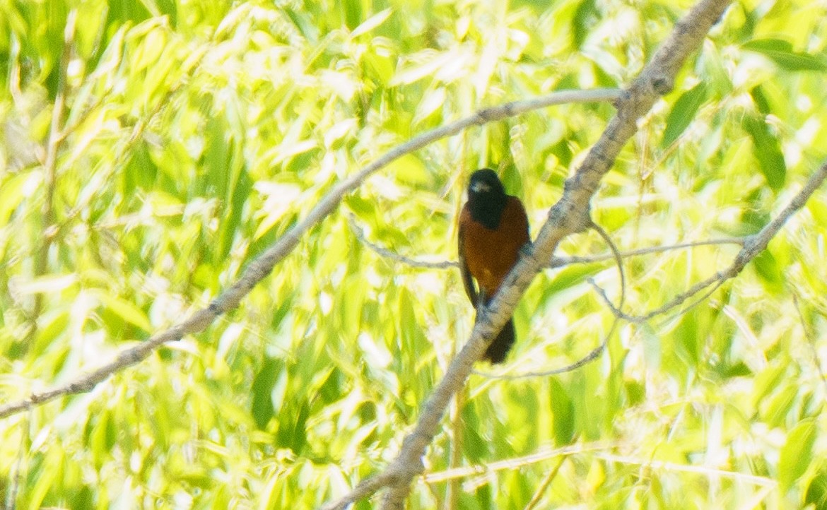 Orchard Oriole - ML621052181