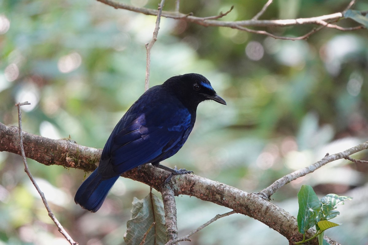 Малабарская синяя птица - ML621052196