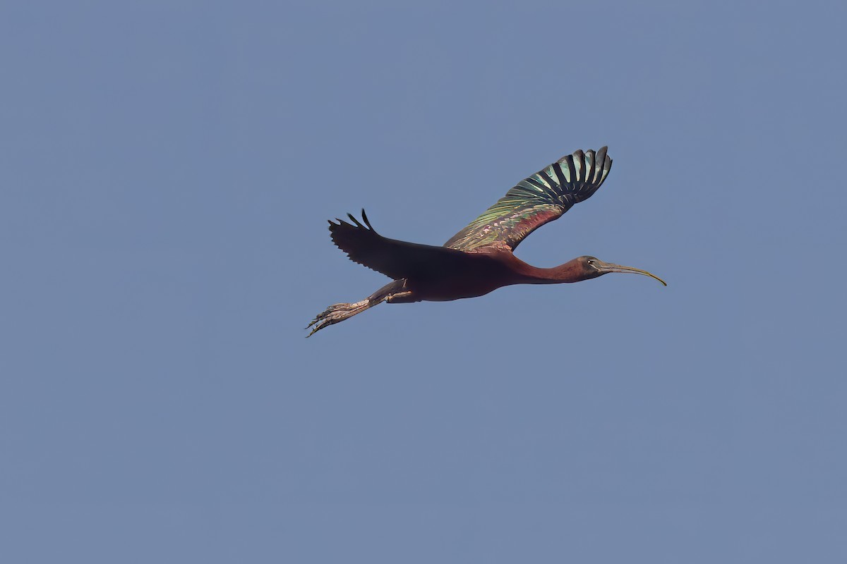 ibis hnědý - ML621052238
