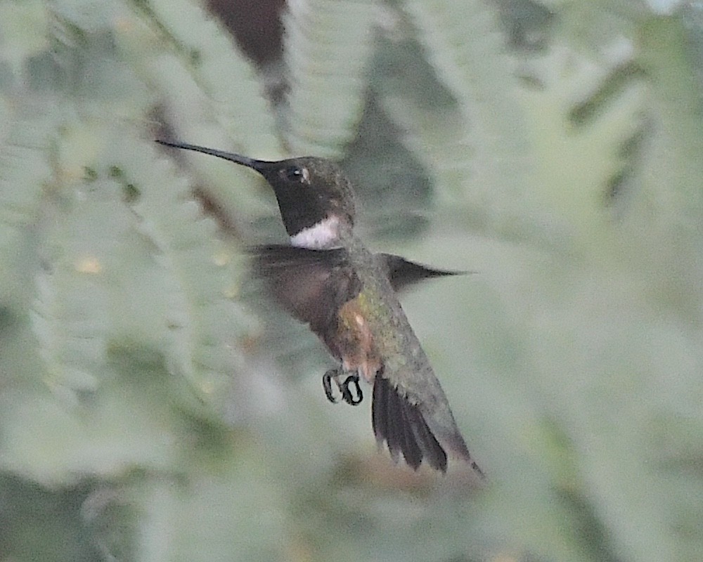 Black-chinned Hummingbird - ML621052259