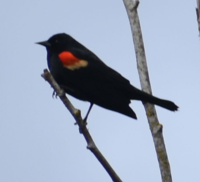 Red-winged Blackbird - ML621052260