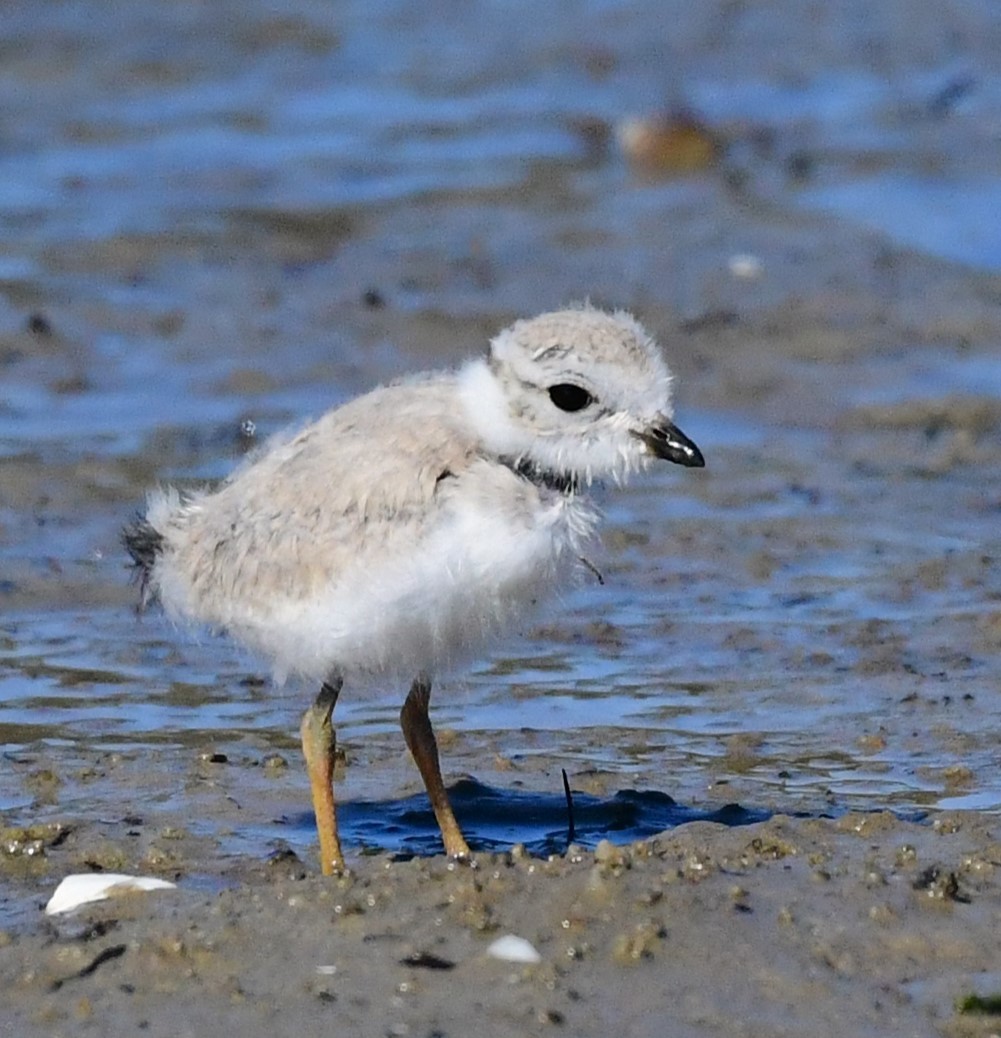 Piping Plover - ML621052264