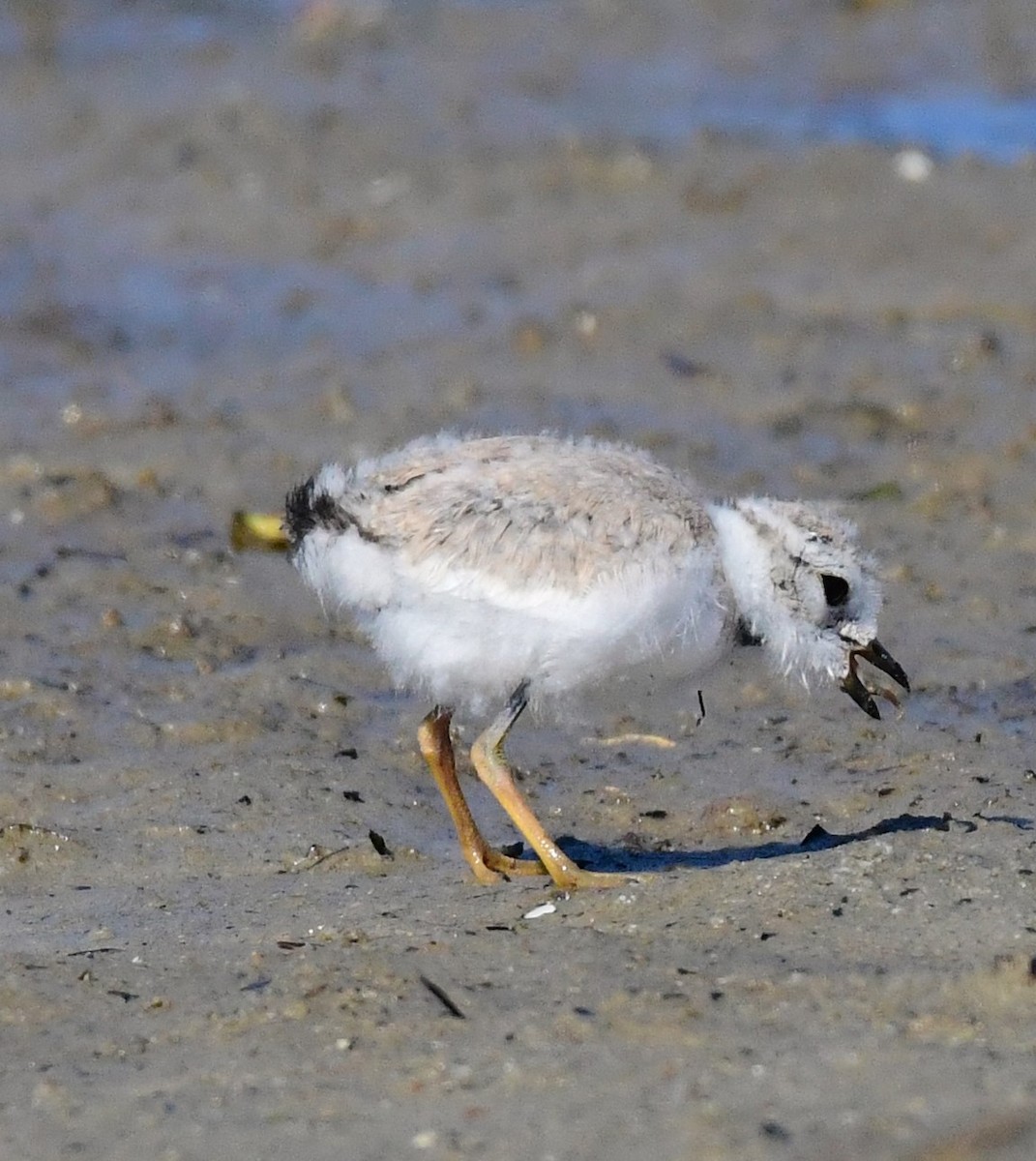 Piping Plover - mike shaw