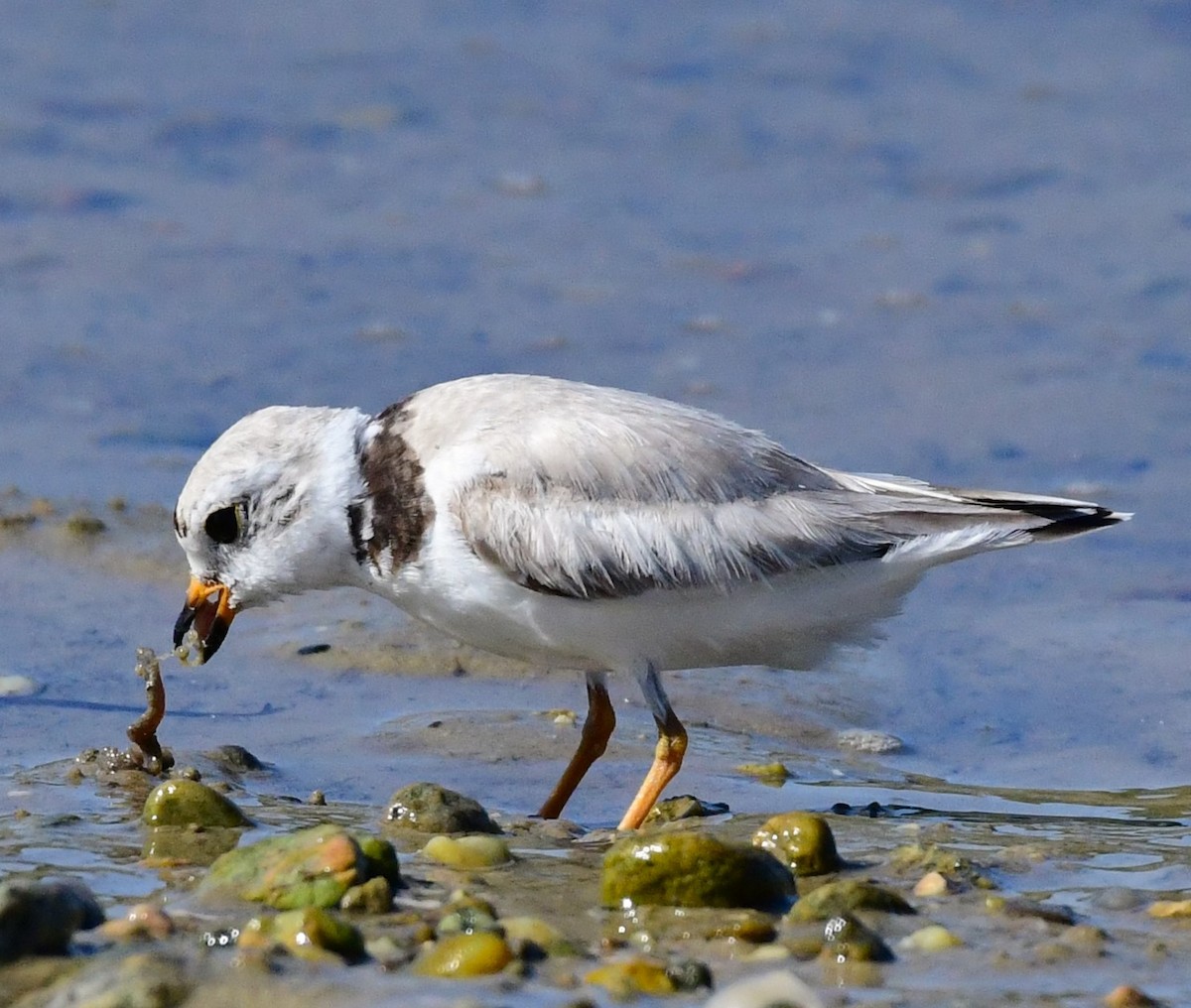 Piping Plover - ML621052266