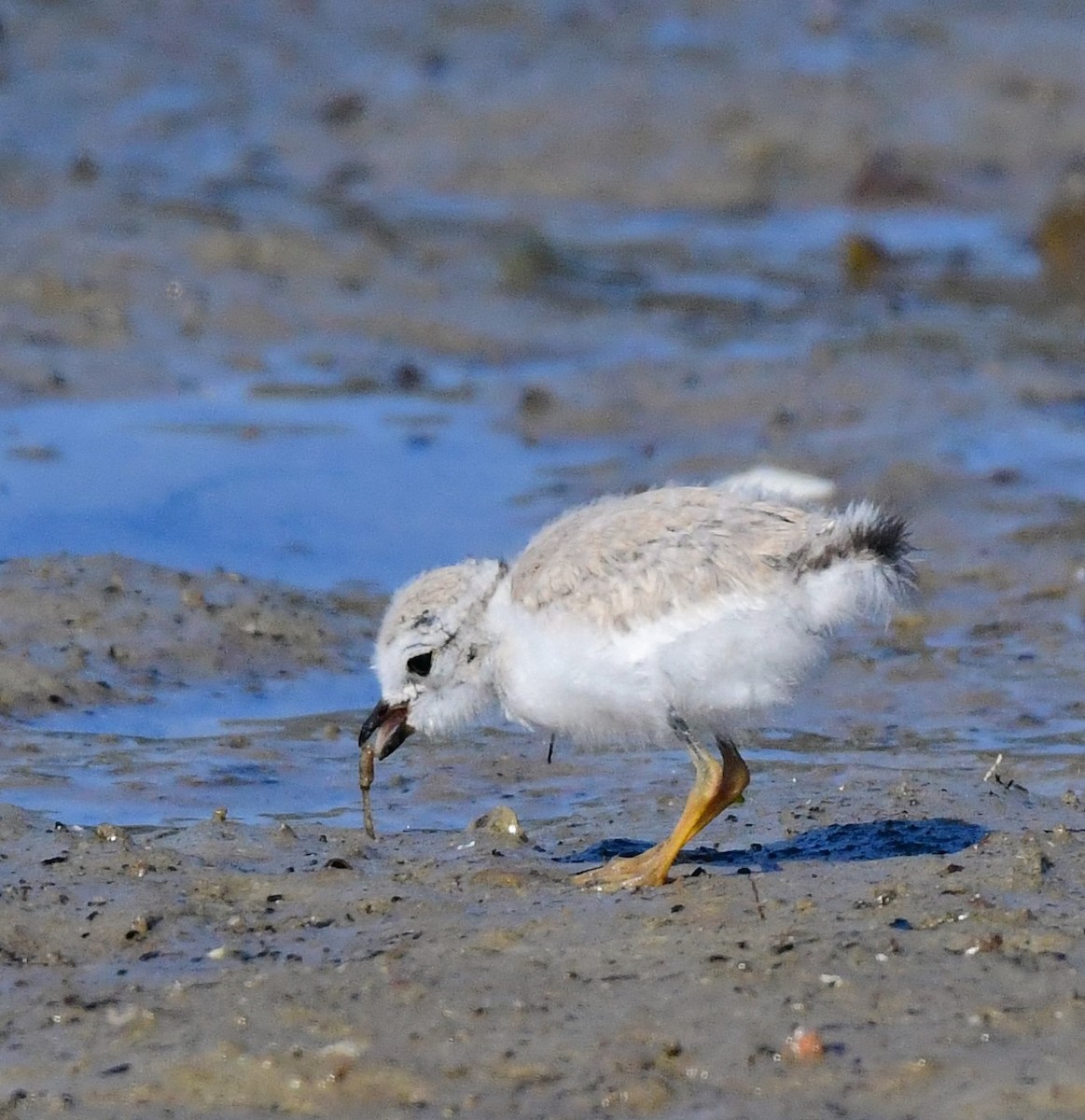 Piping Plover - ML621052267
