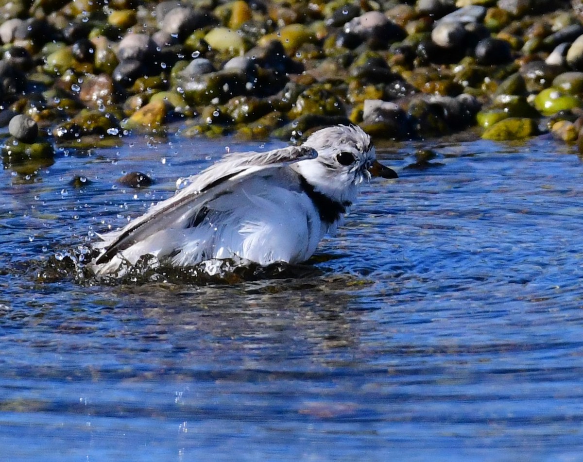 Piping Plover - ML621052268