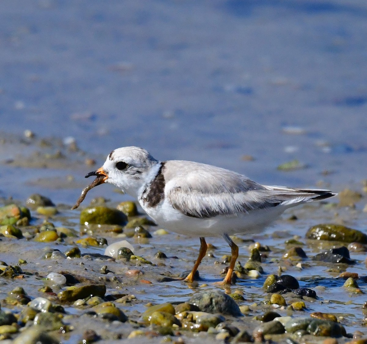 Piping Plover - ML621052269