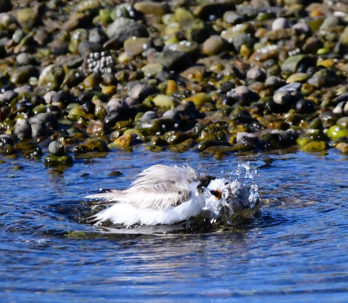 Piping Plover - ML621052270