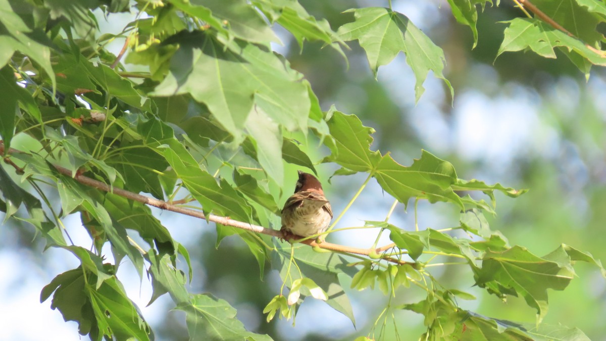 Eurasian Tree Sparrow - ML621052275