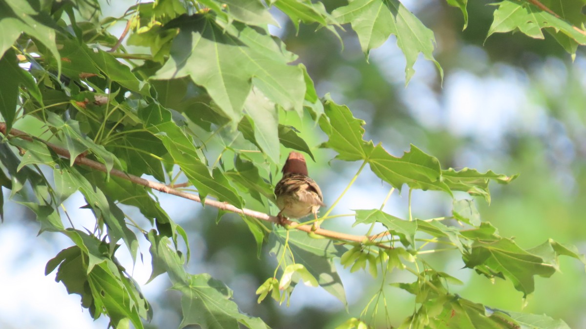 Eurasian Tree Sparrow - ML621052276
