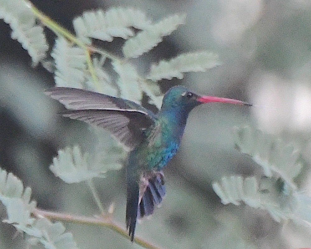 Broad-billed Hummingbird - ML621052345