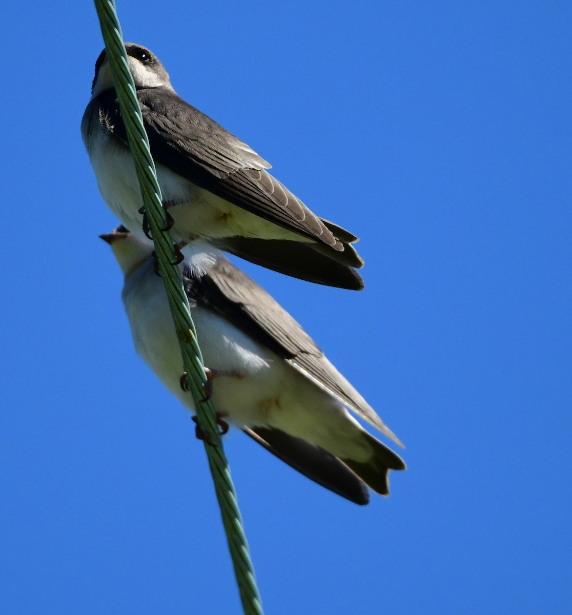 Northern Rough-winged Swallow - ML621052351