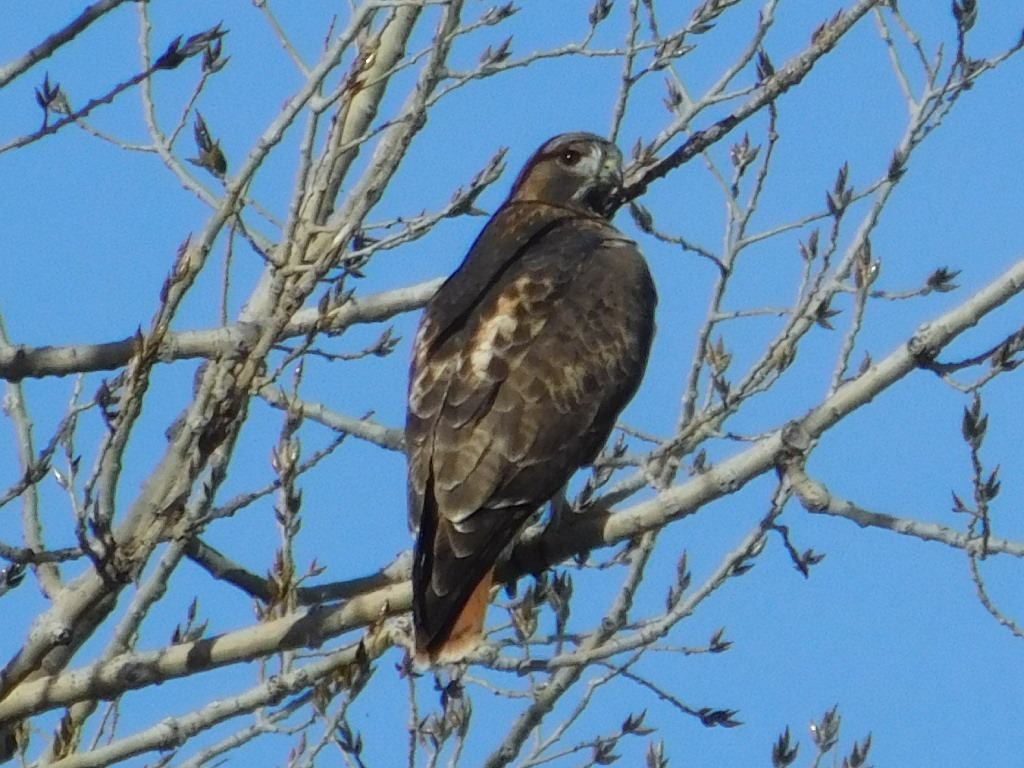 Red-tailed Hawk - ML621052353