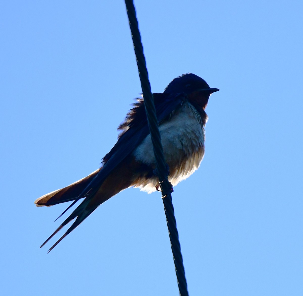 Barn Swallow - ML621052358