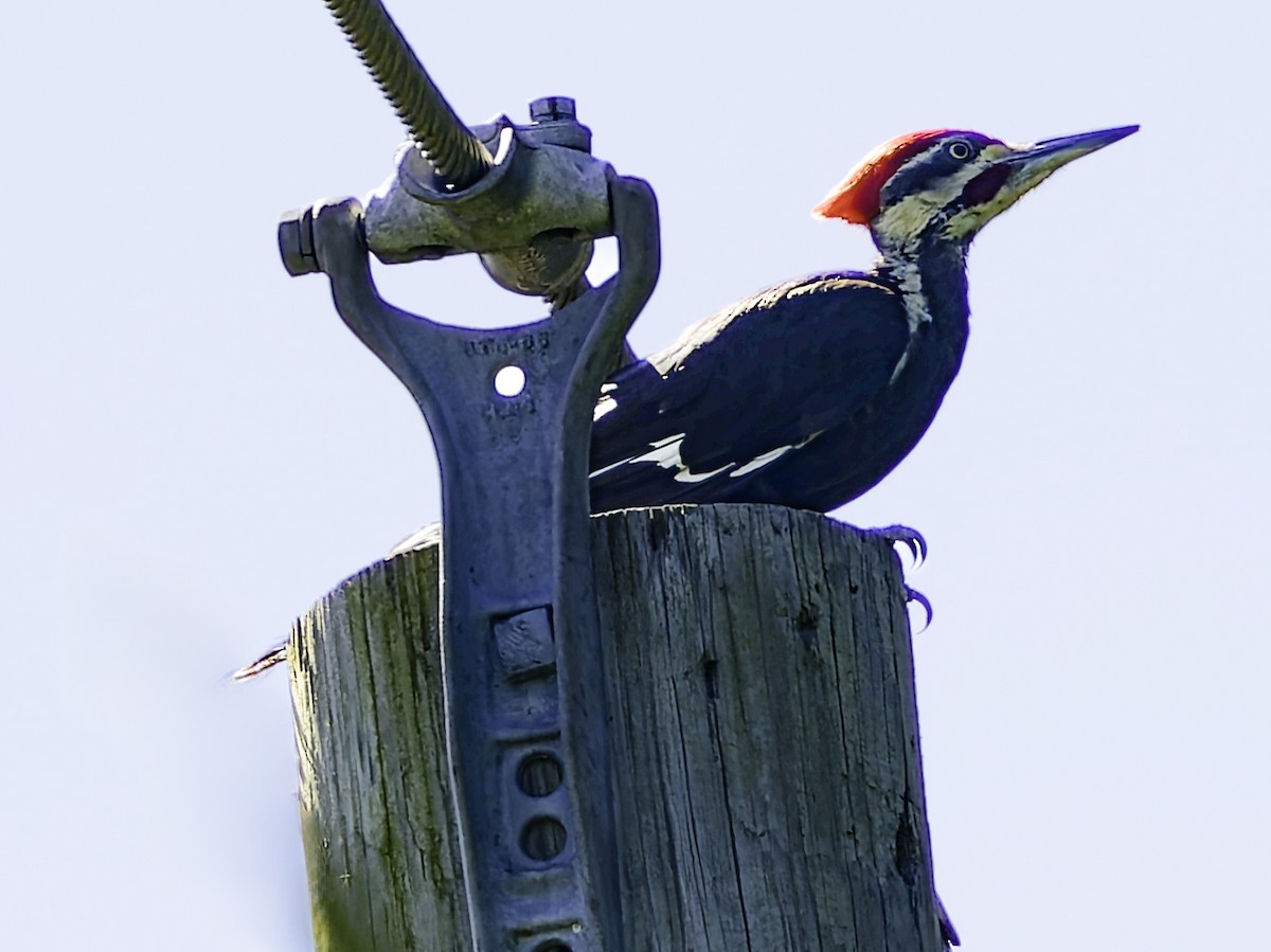 Pileated Woodpecker - ML621052385