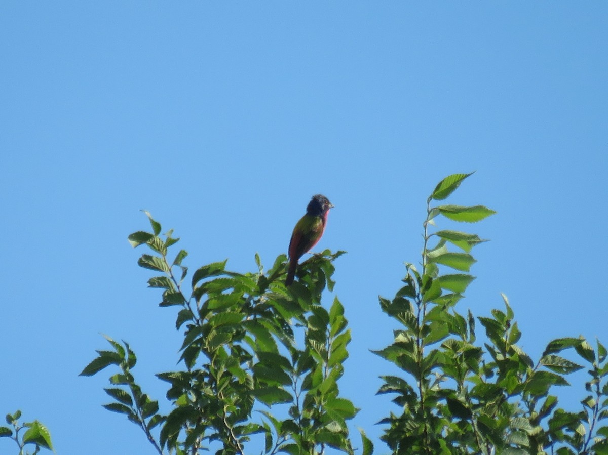 Painted Bunting - ML621052405