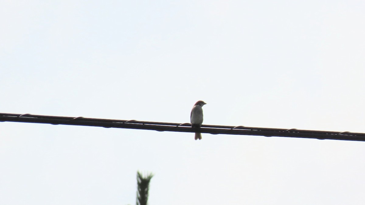 Eurasian Tree Sparrow - ML621052407