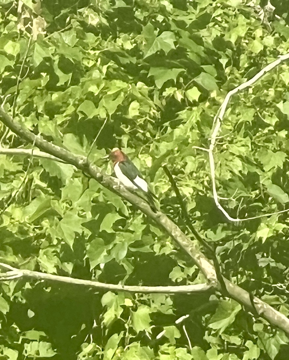 Red-headed Woodpecker - ML621052412