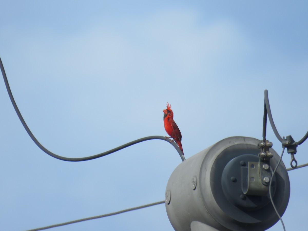 Cardinal rouge - ML621052425