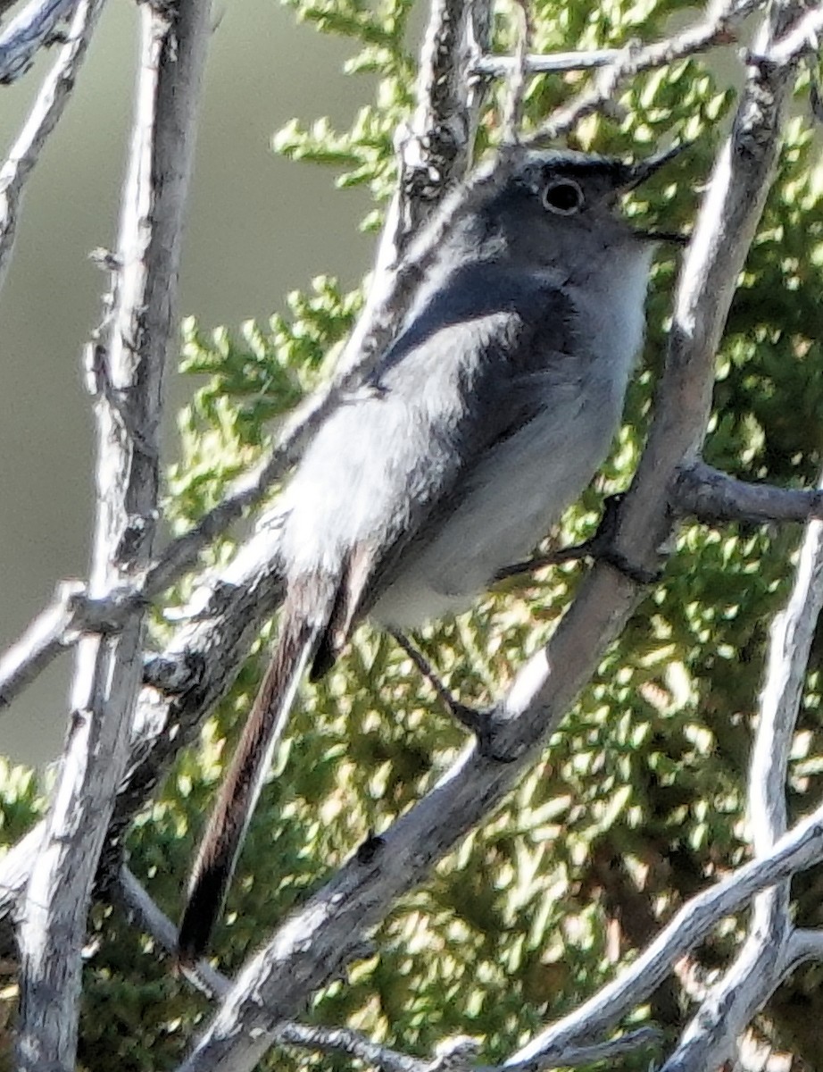 Blue-gray Gnatcatcher - ML621052483