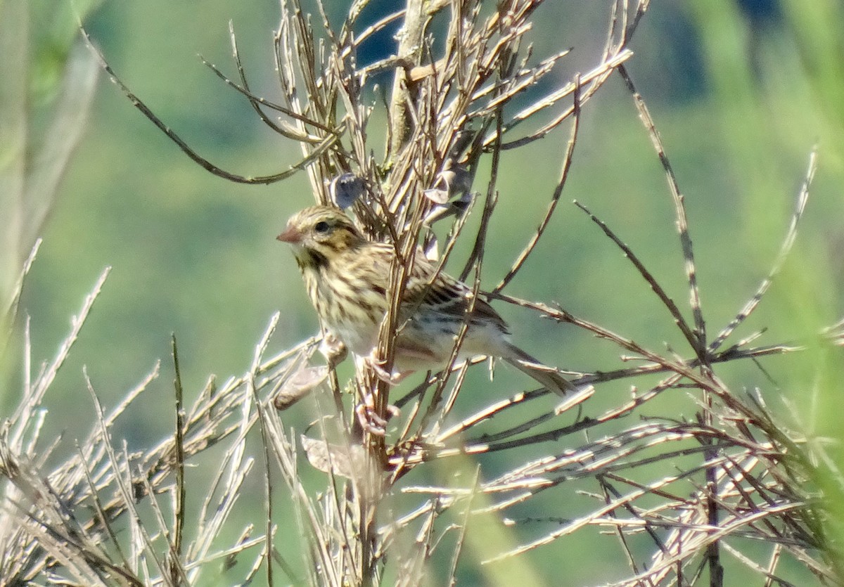 Savannah Sparrow - ML621052504