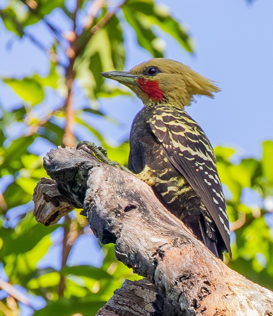 Blond-crested Woodpecker - ML621052506
