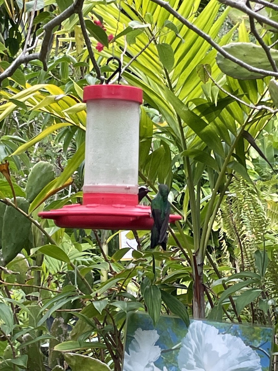 Kırmızı Gagalı Jamaika Kolibrisi - ML621052550