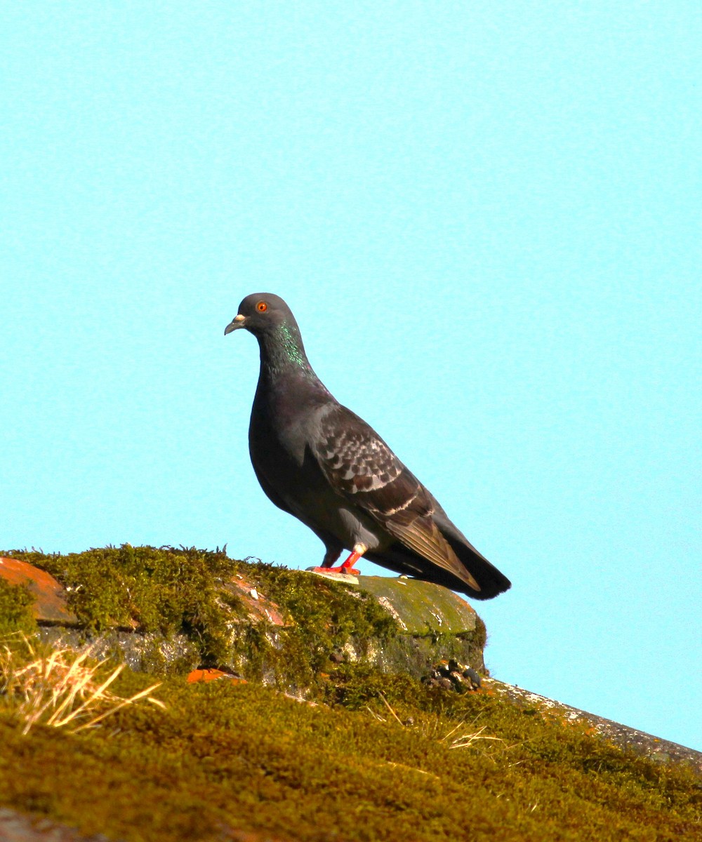 Rock Pigeon (Feral Pigeon) - ML621052588