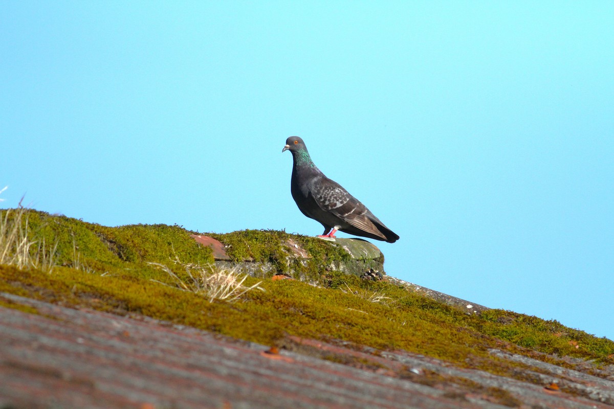 Pigeon biset (forme domestique) - ML621052594