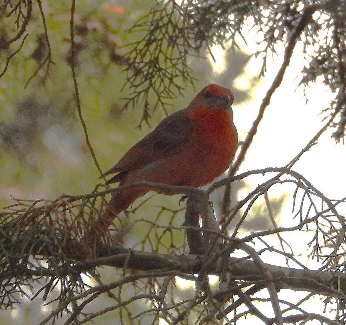 Hepatic Tanager - ML621052635