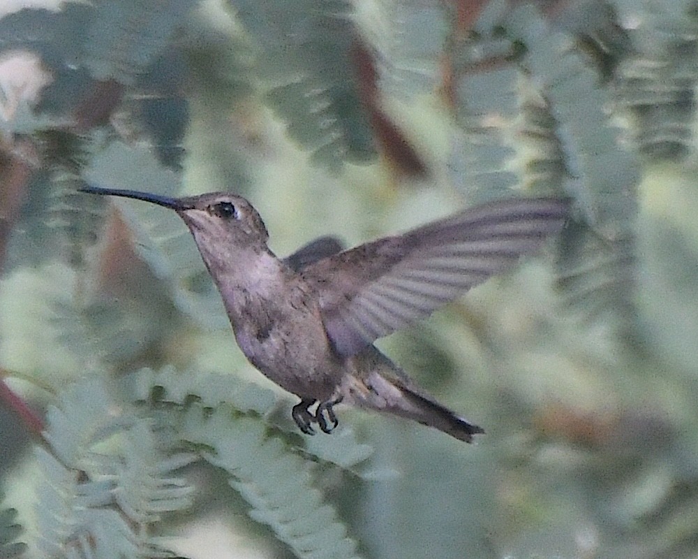 Black-chinned Hummingbird - ML621052638