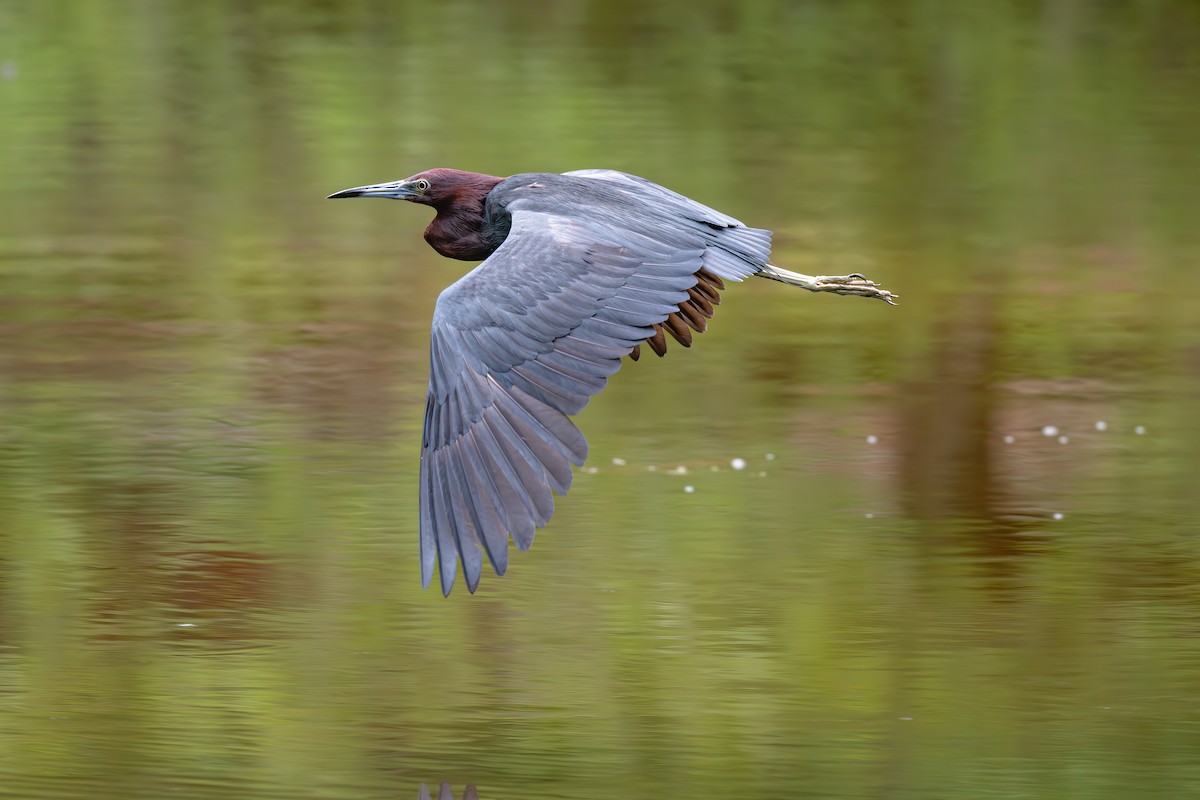 Little Blue Heron - ML621052654