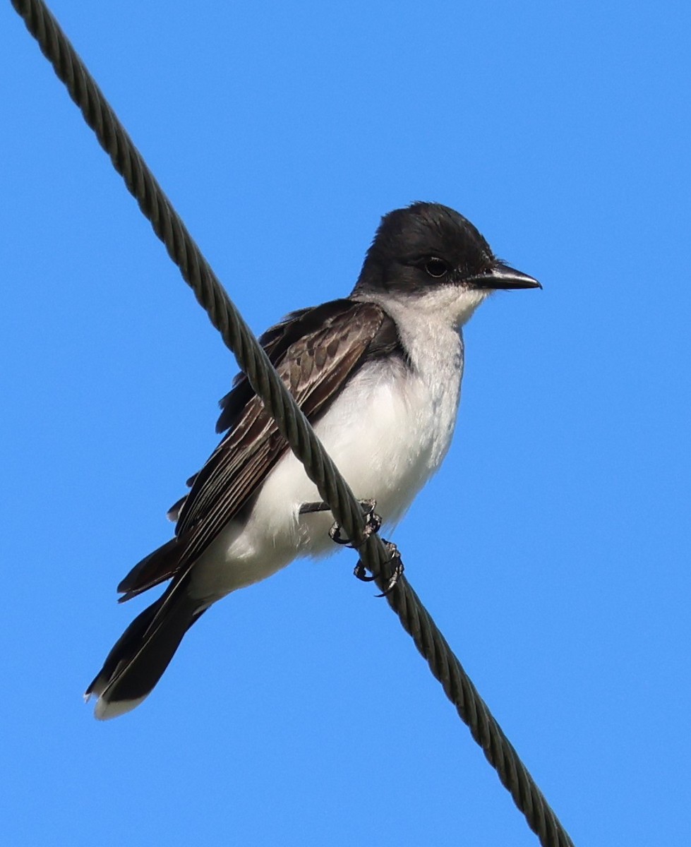 Eastern Kingbird - ML621052666