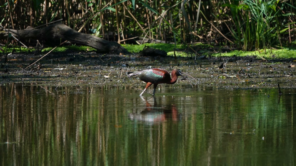 ibis hnědý - ML621052668