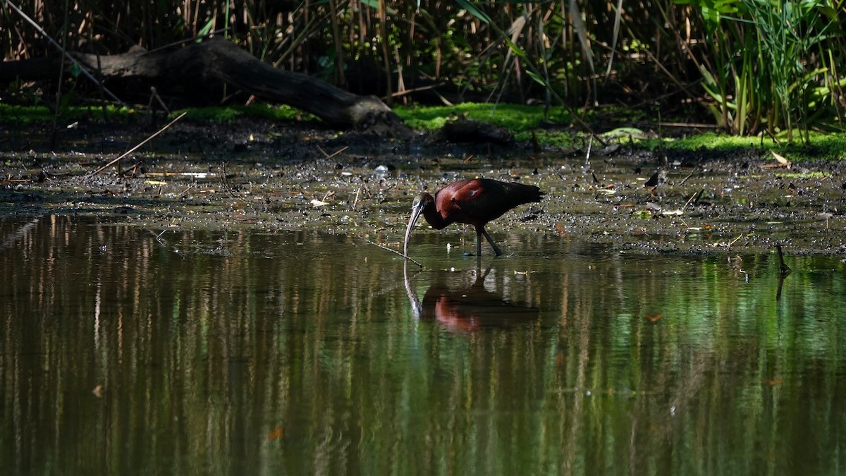 ibis hnědý - ML621052671