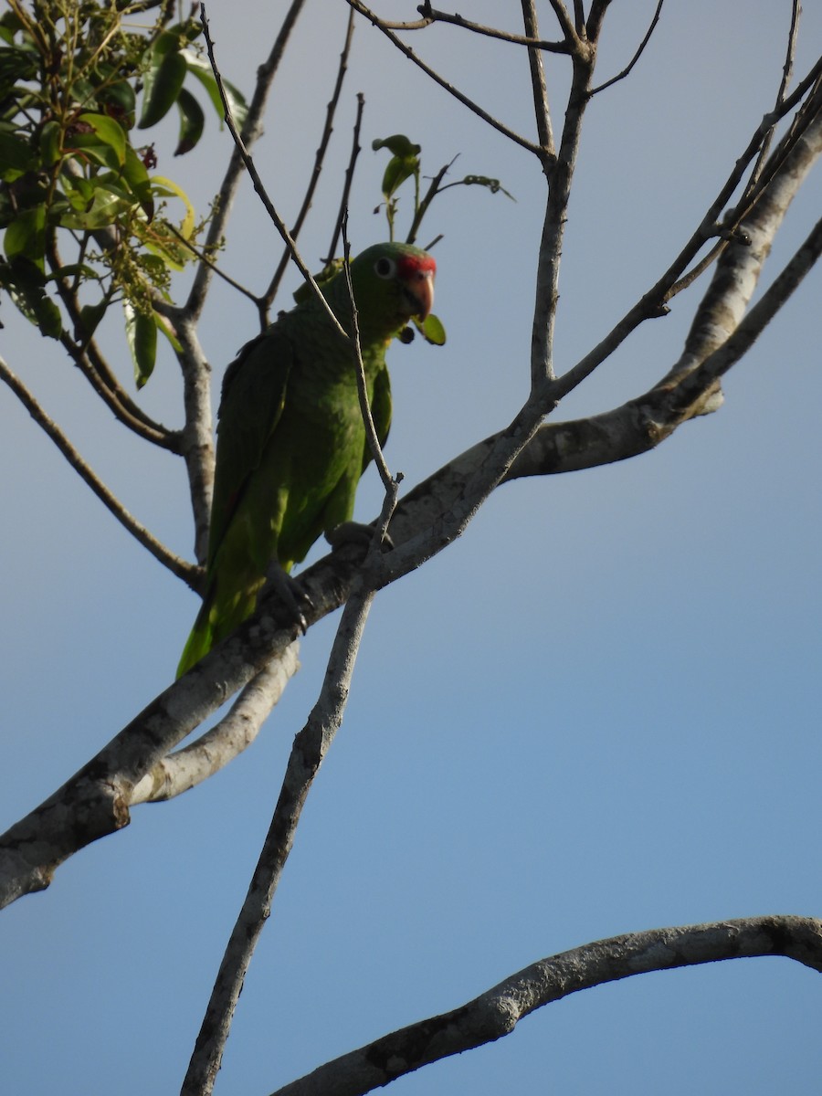 Red-lored Parrot - ML621052689