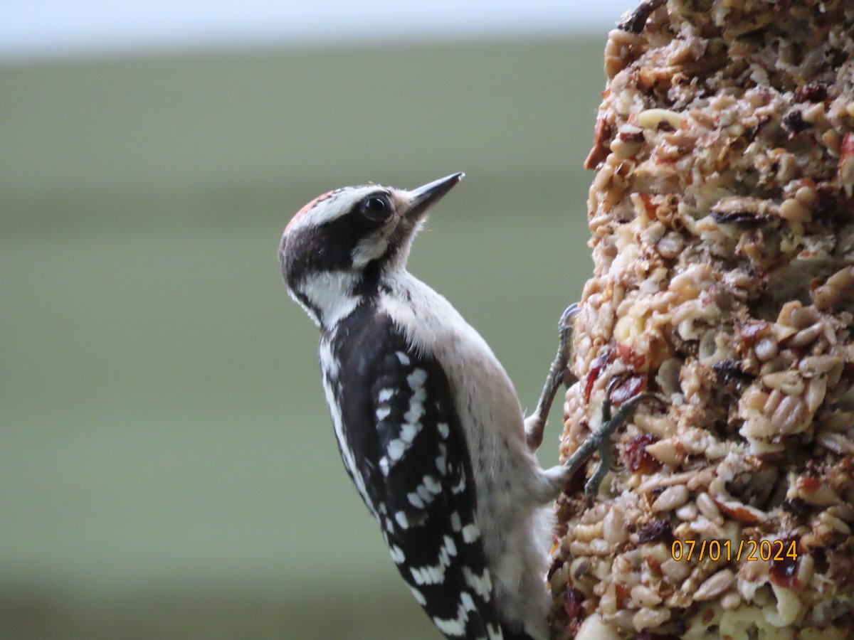 Downy Woodpecker - ML621052699