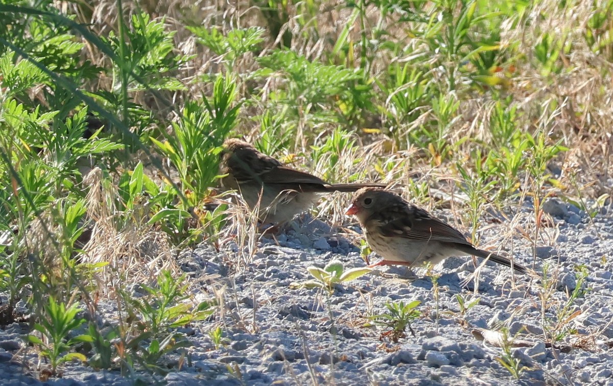 Field Sparrow - ML621052712
