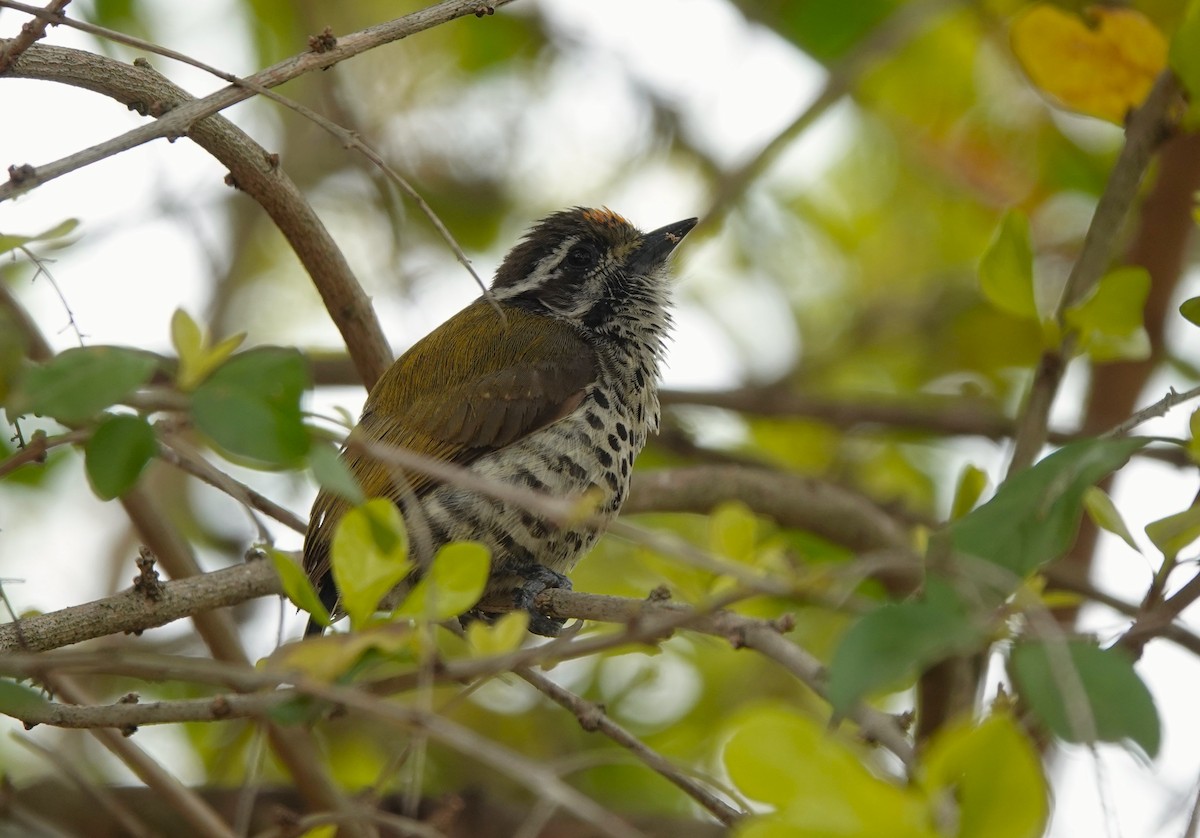 Speckled Piculet - ML621052720