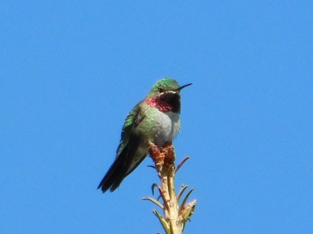 Broad-tailed Hummingbird - ML621052721