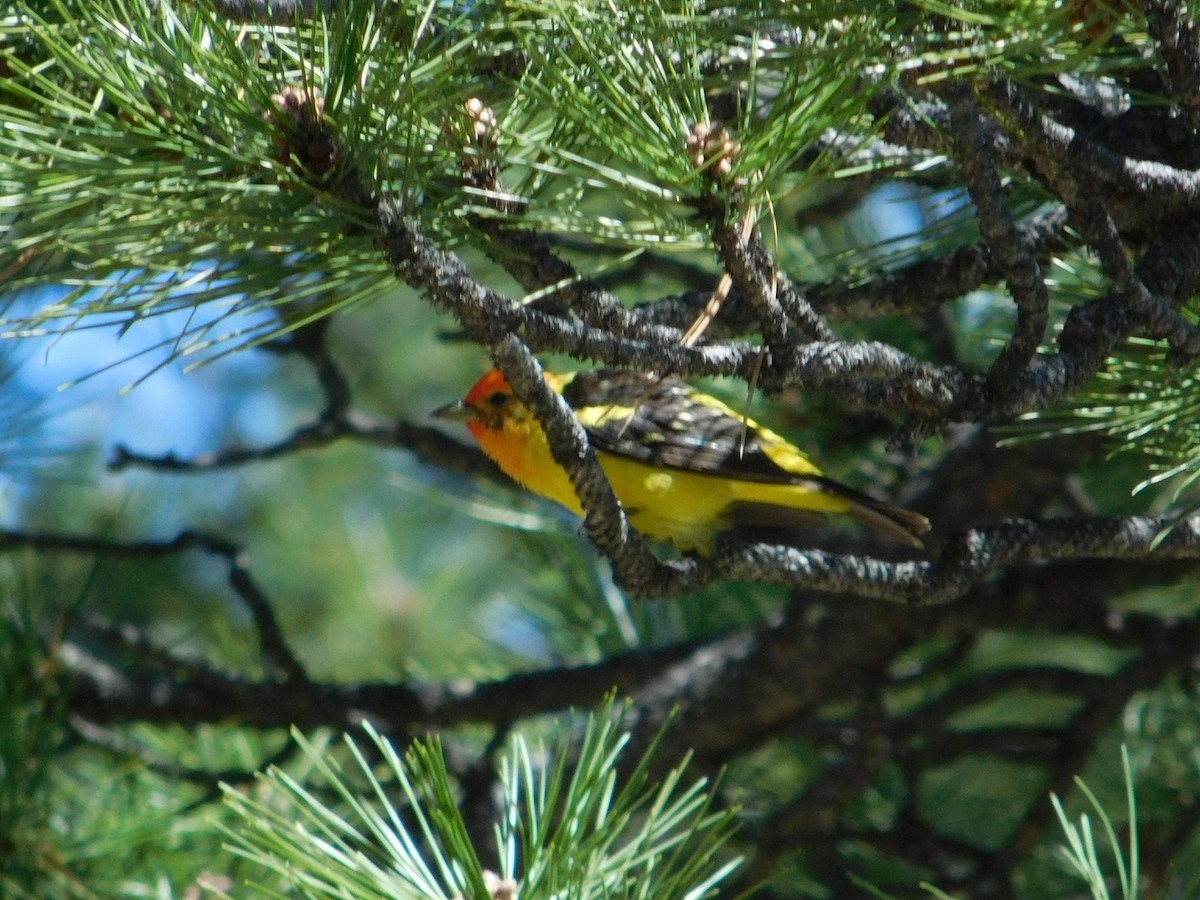 Western Tanager - ML621052731
