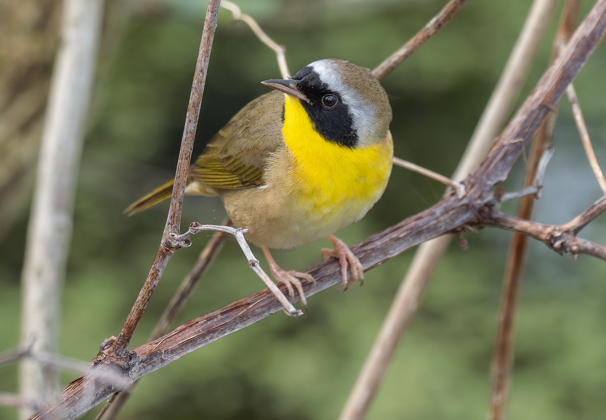 Common Yellowthroat - ML621052740