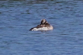 Long-tailed Duck - ML621052741